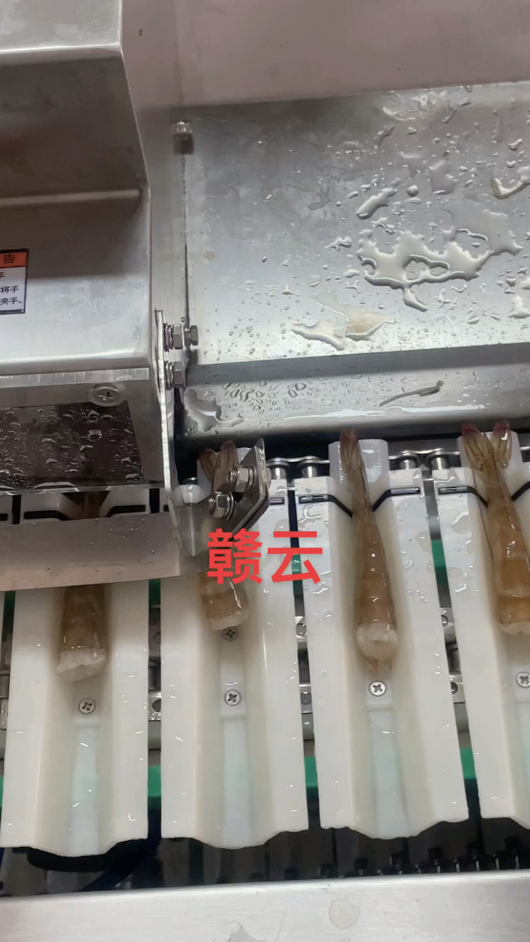 赣云剥虾机,全自动开背剥壳去虾线机器,水产加工设备。