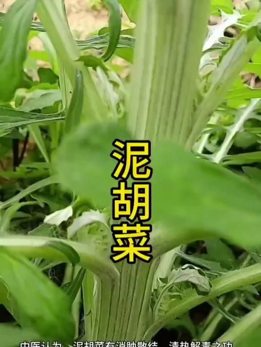 它是野菜,也是药材