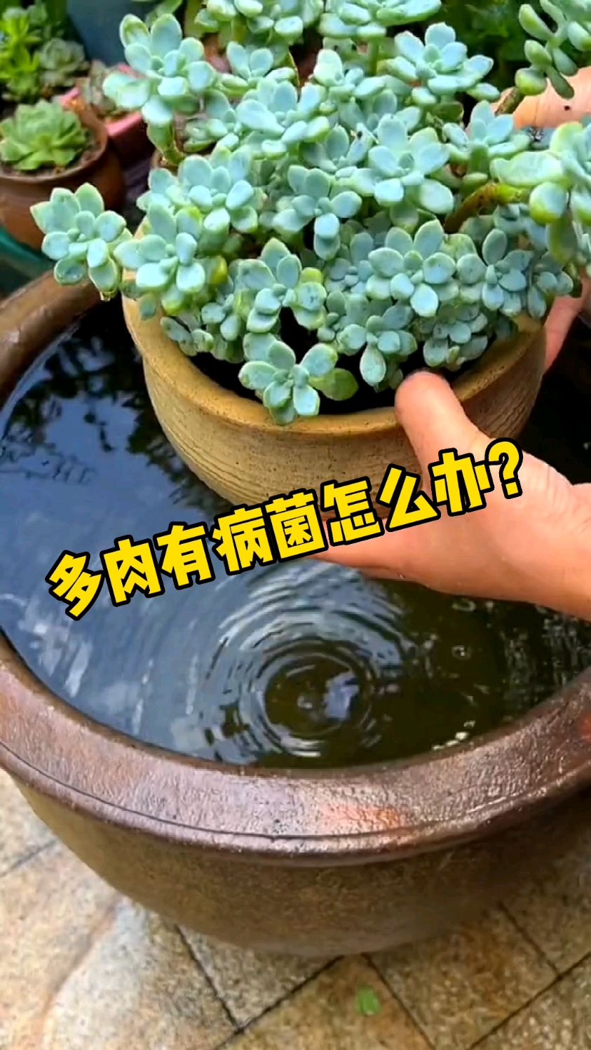 园艺师教你,多肉有病菌怎么办?其他花也通用哦