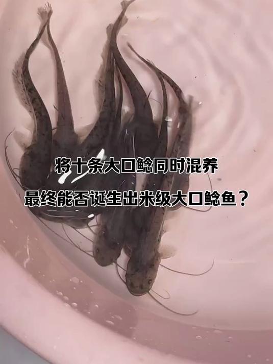条大口鲶最后能否诞生出一条米级大口鲶鱼？让我们拭目以待！