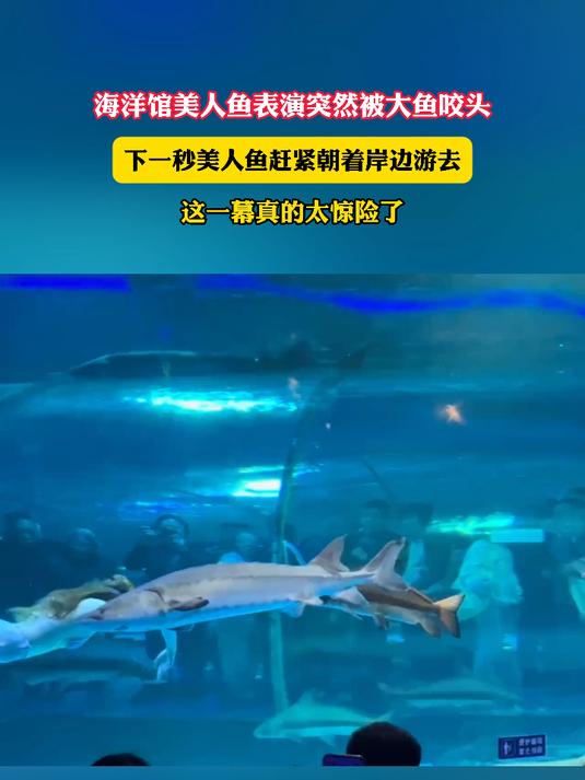 海洋馆美人鱼表演突然被大鱼咬头