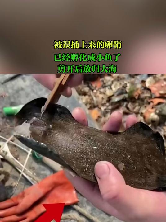 已经孵化成小鱼了，剪开后放归大海