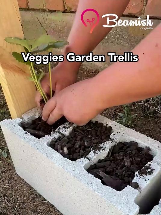 水泥砖头菜园种植:超简单生活手工制作教程