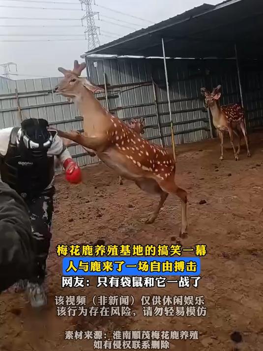 梅花鹿养殖基地的搞笑一幕,人与鹿来了一场自由搏击,只有袋鼠