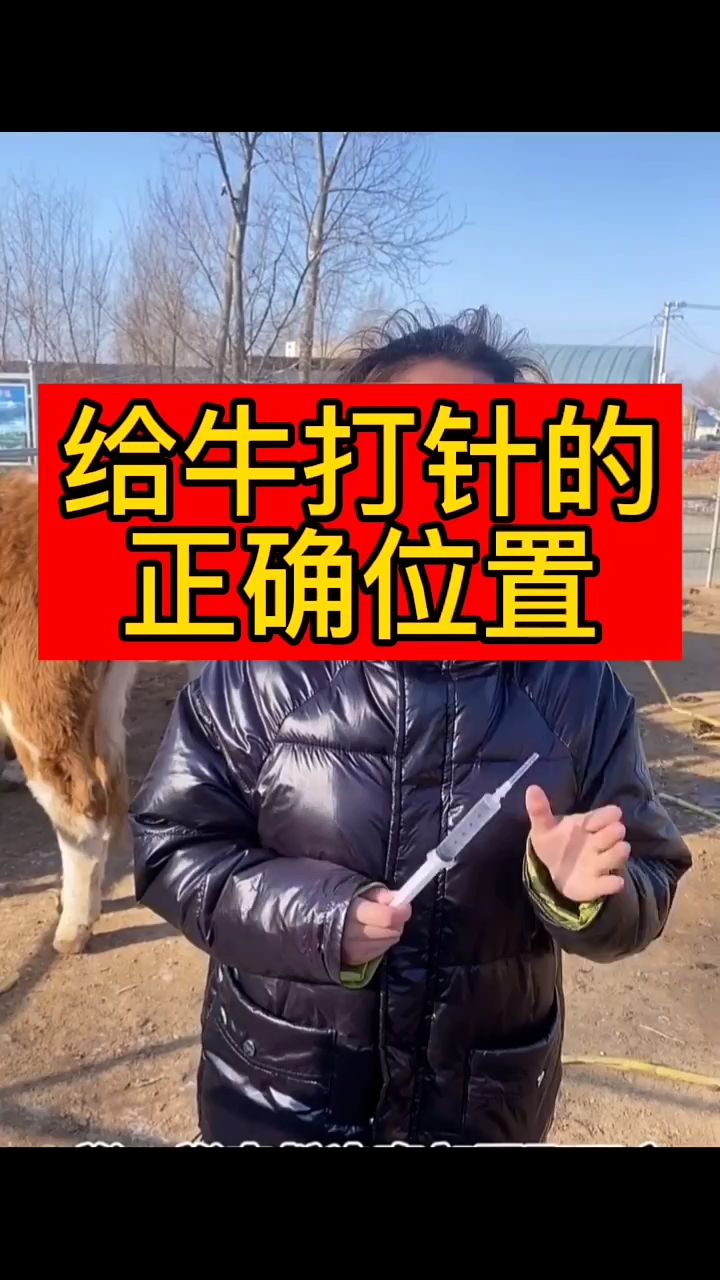给牛打针的正确位置