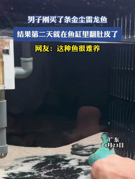 男子刚买了条金尘雷龙鱼,结果第二天就在鱼缸里翻肚皮了#金榜同行时#