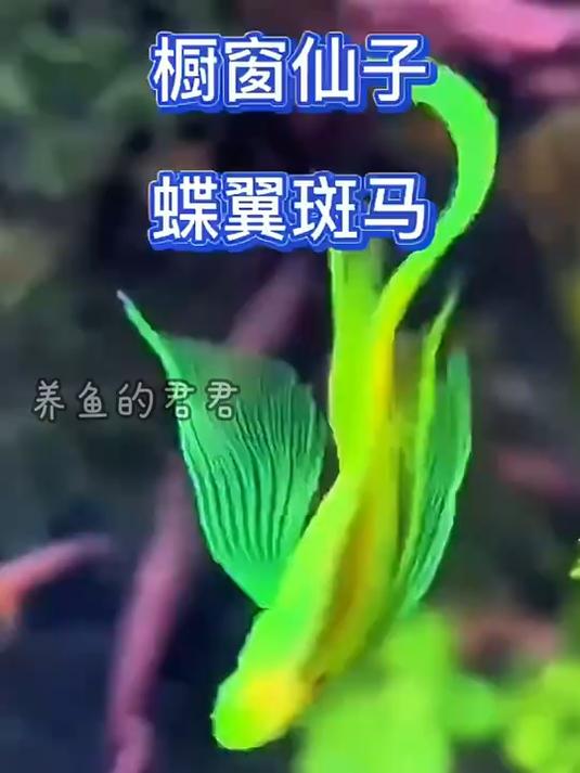 鱼蝶翼斑马鱼,这就是一对翅膀的蝶翼斑马鱼!