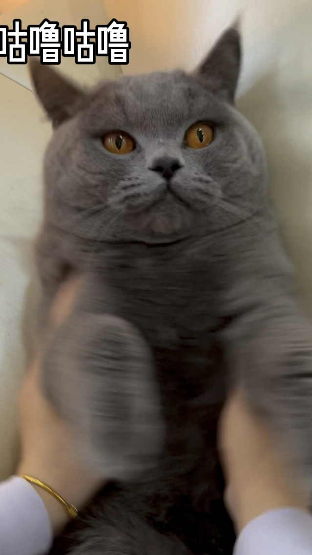 猫真的会吃鱼吗?