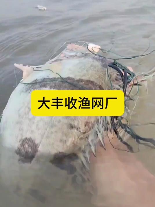 加重绳包坠不缠网三层渔网粘网捕鱼网丝网挂网
