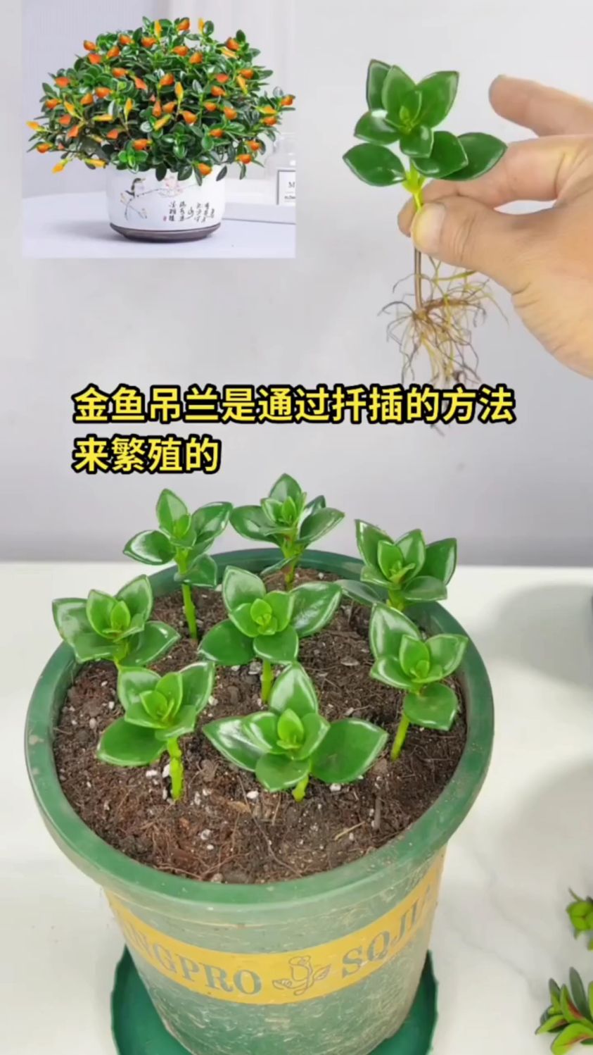 金鱼吊兰扦插方法