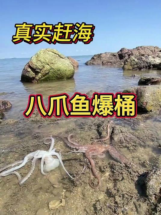 真实赶海抓八爪鱼,都住在生蚝壳里面