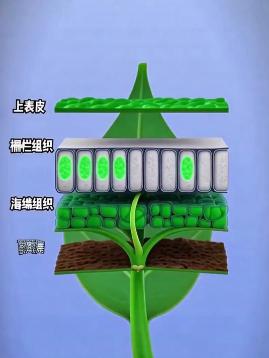 叶片结构与光合作用
