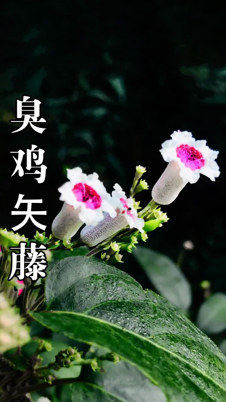 臭鸡矢藤你们知道吗?