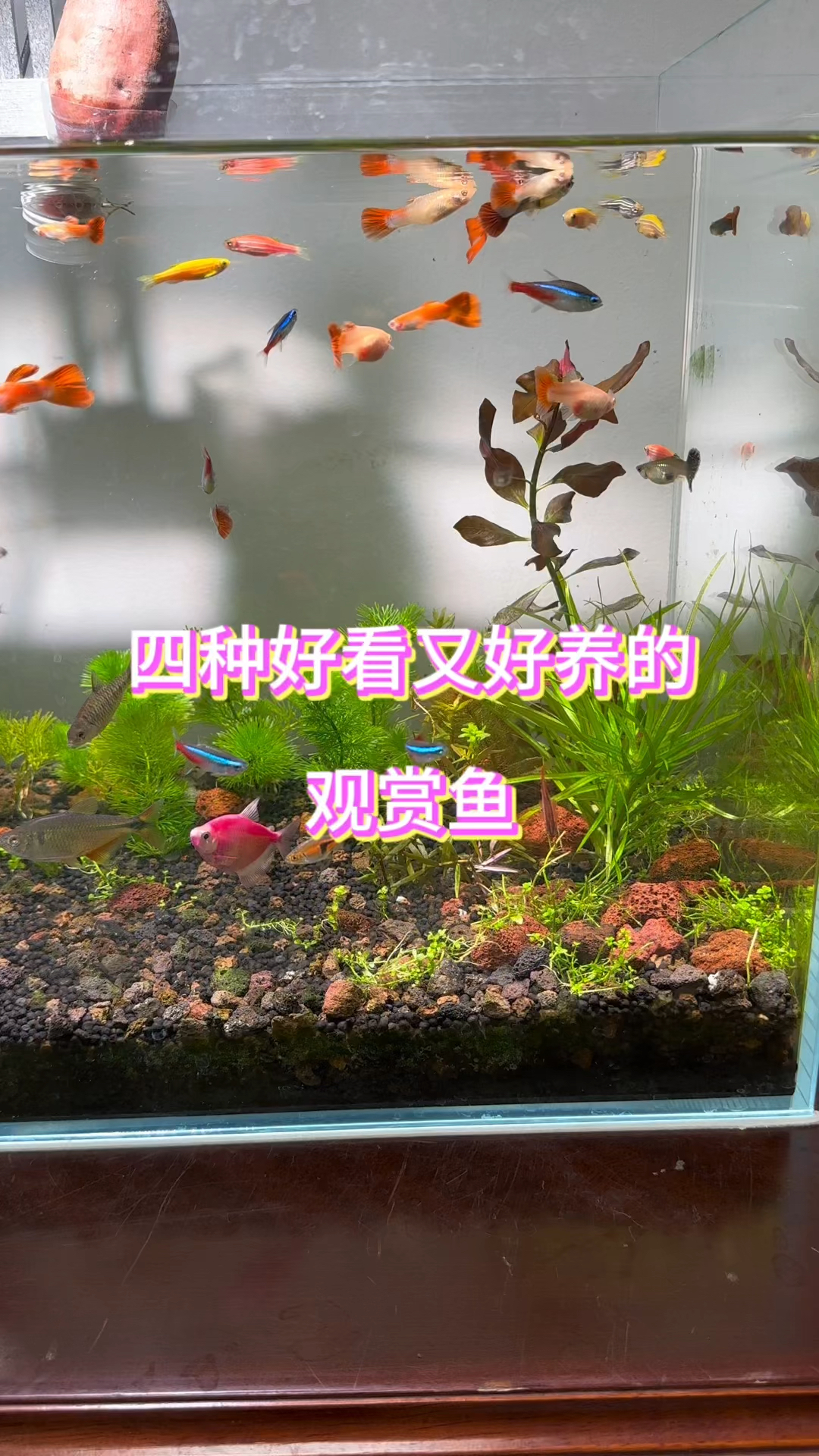 分享四种好看又好养的观赏鱼,看看你养过哪几种#水族 #鱼缸里的大自然 #养鱼日记