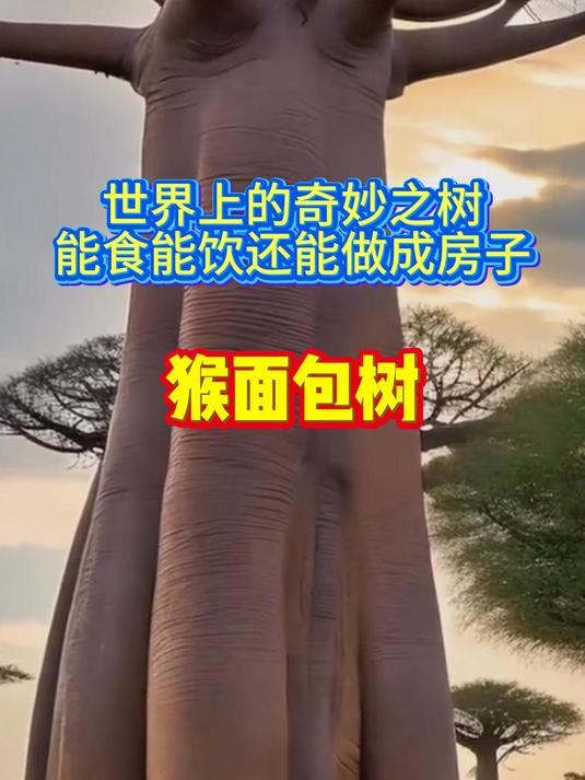 世界上的奇妙之树:能食能饮还能做成房子 猴面包树
