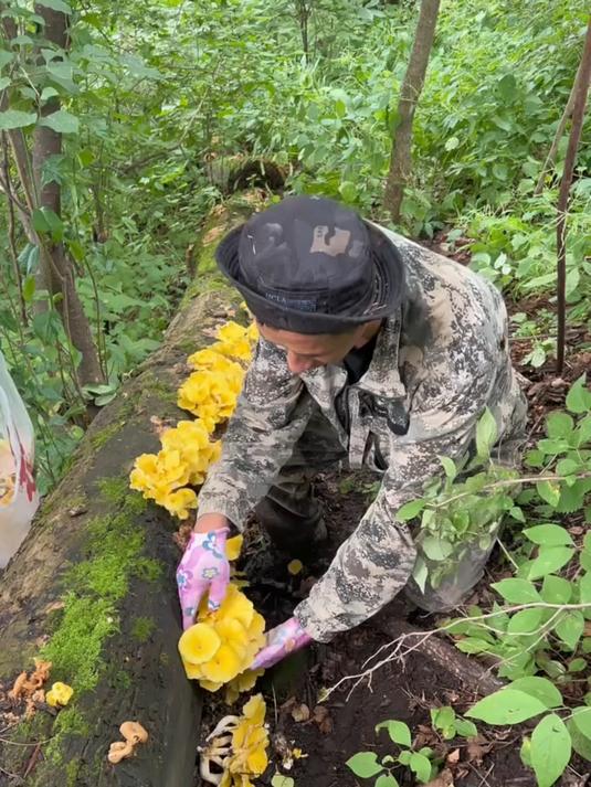 东北特产山野菜