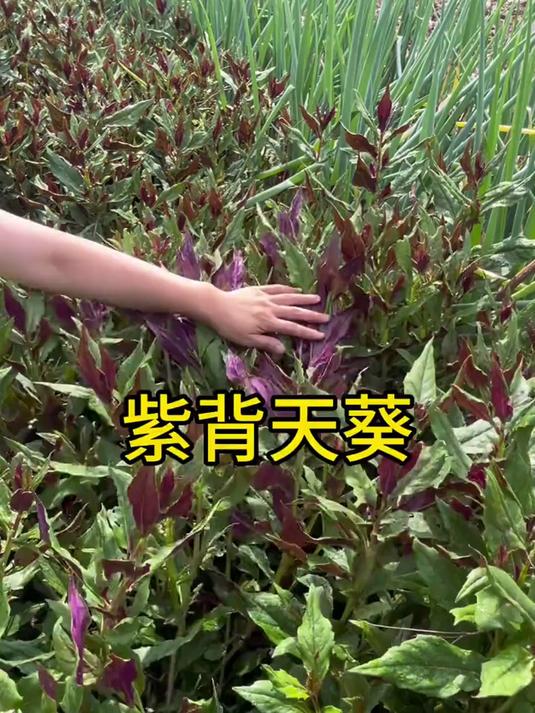 紫背天葵也叫补血菜,多年生蔬菜适合家庭种,你吃过没?