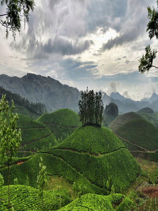 苏泊尔(SUPOR)绞肉机家用电动大容量多能料理机 绞馅机碎肉搅肉