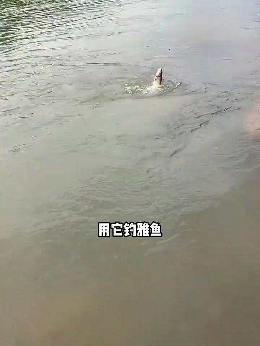 北禾溪流钓雅鱼洋鱼细鳞鱼饵料赤尾青磷虾粉冷水鱼溪流饵料