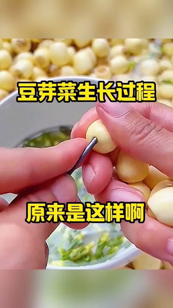 豆芽菜生长过程,原来是这样!