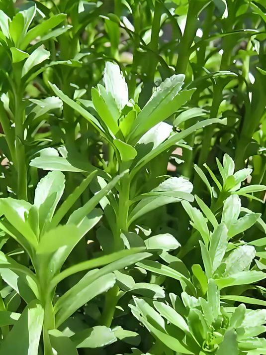 四季都能种植!高钙菜高效种植指南!