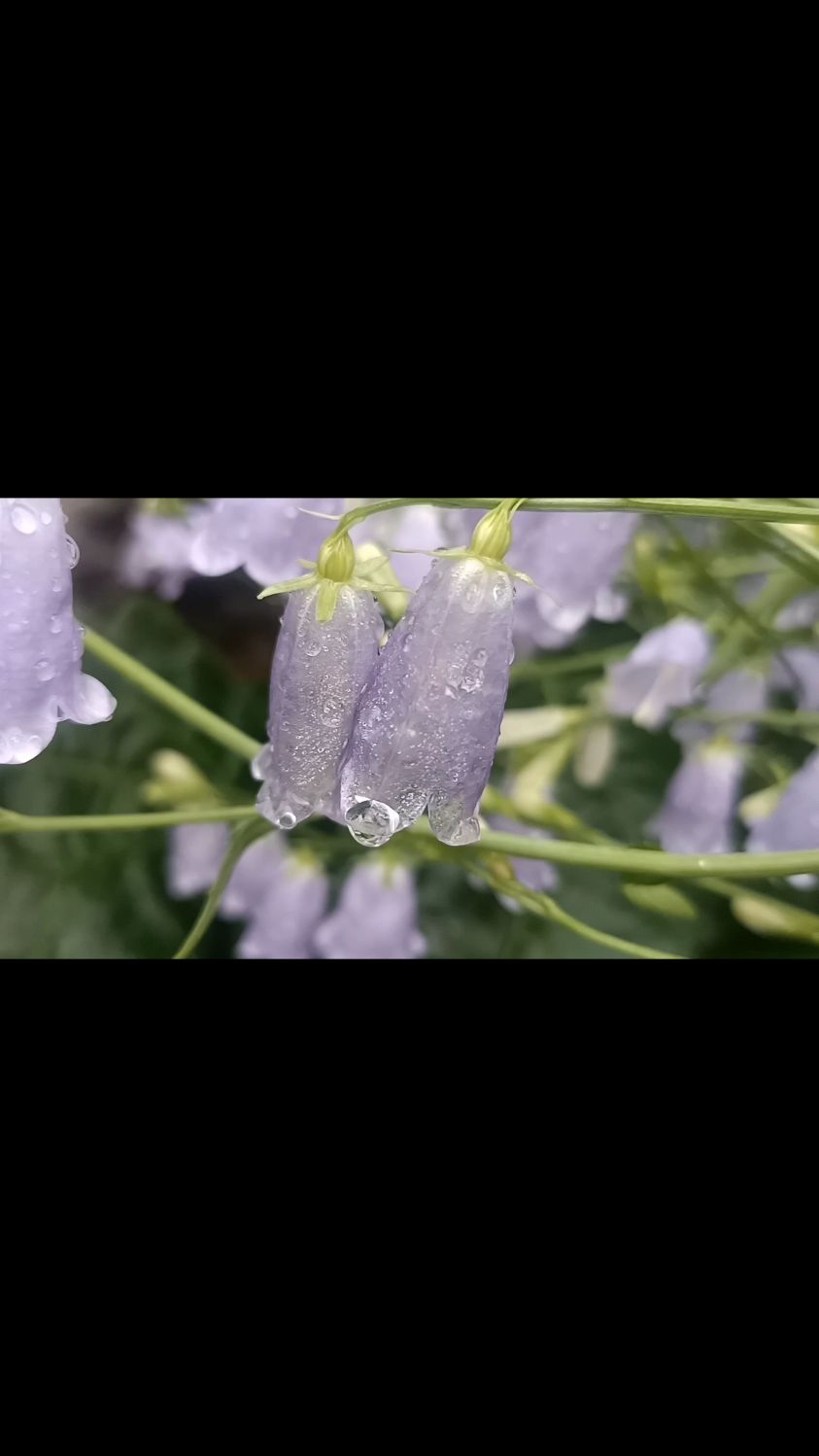 在我们这里管这种山菜叫歪脖脏,你们那里叫啥