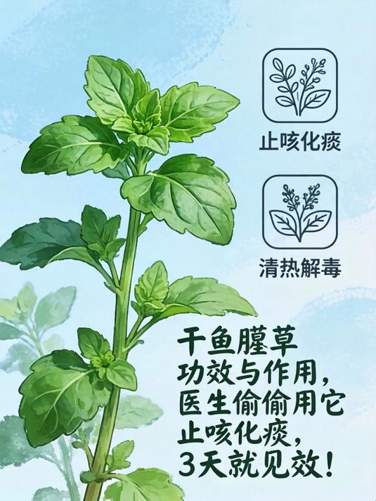干鱼腥草的功效与作用,医生偷偷用它止咳化痰,3天就见效!