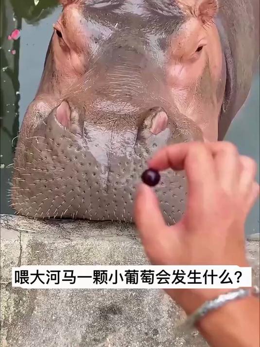 可爱的河马太有情绪了