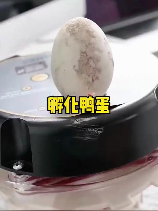 小姐姐发现了一枚被遗弃的鸭蛋,小姐姐打算将其带回家中进行孵化