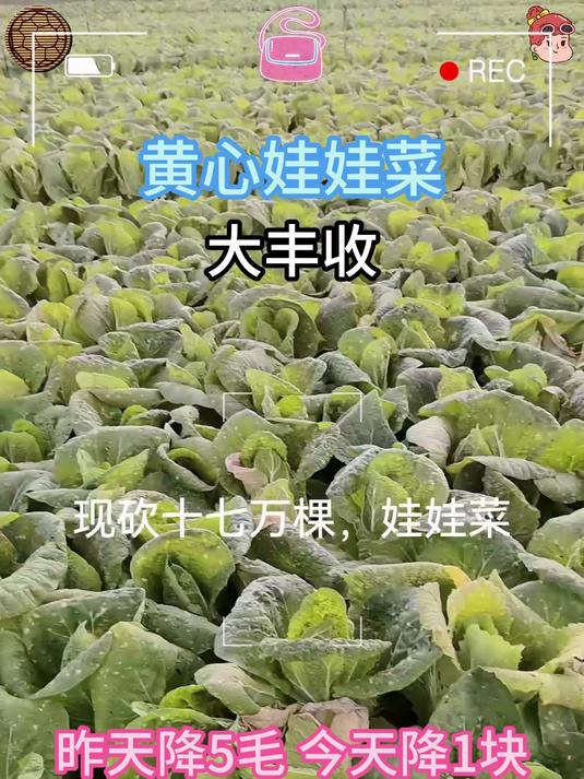 自有基地新鲜直达口感佳的娃娃菜