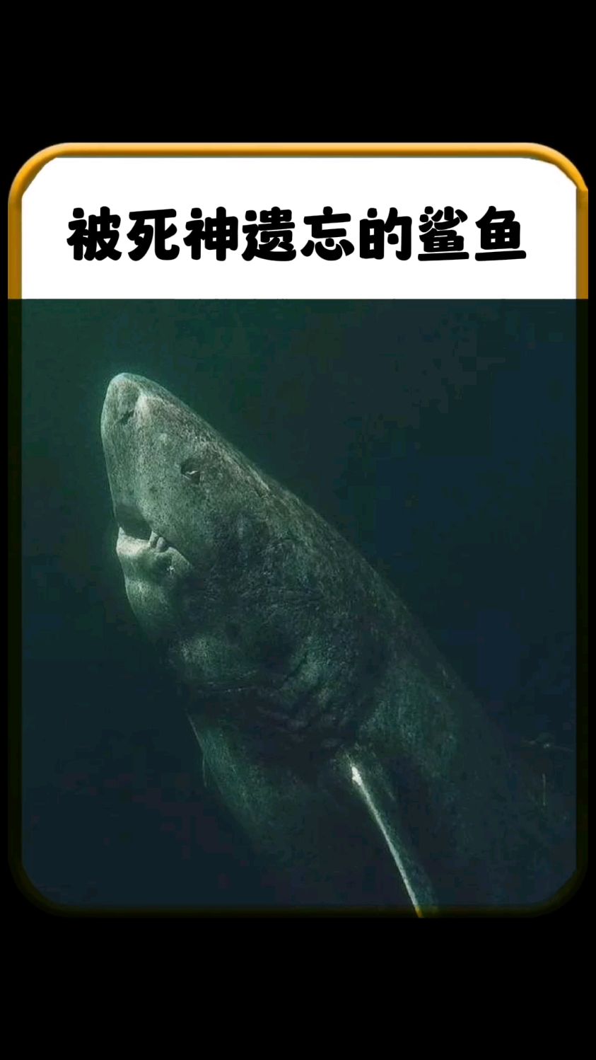 被死神遗忘的鲨鱼