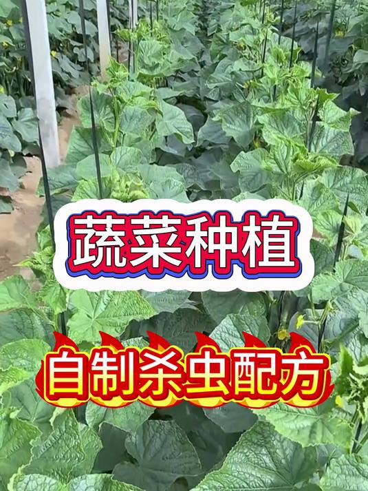 蔬菜种植,自制杀虫配方