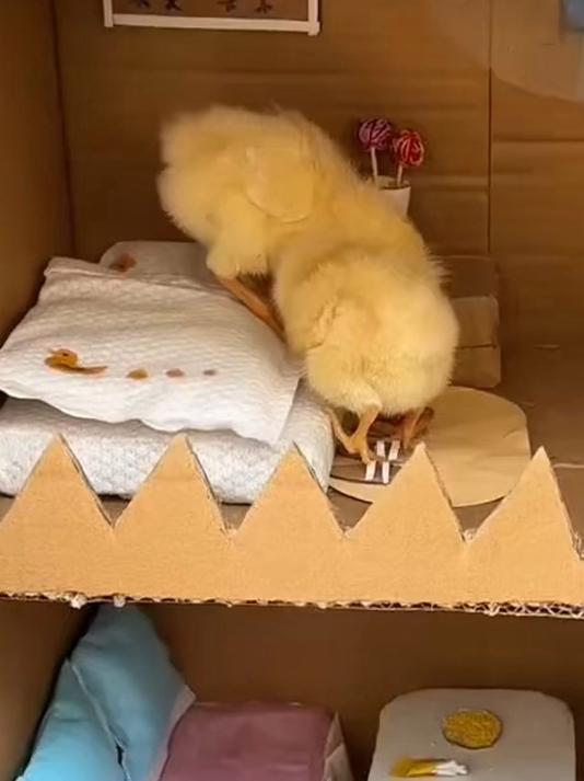 这是什么神仙孩子,给小鸡做了个鸡窝,网友:这孩子心灵手巧啊