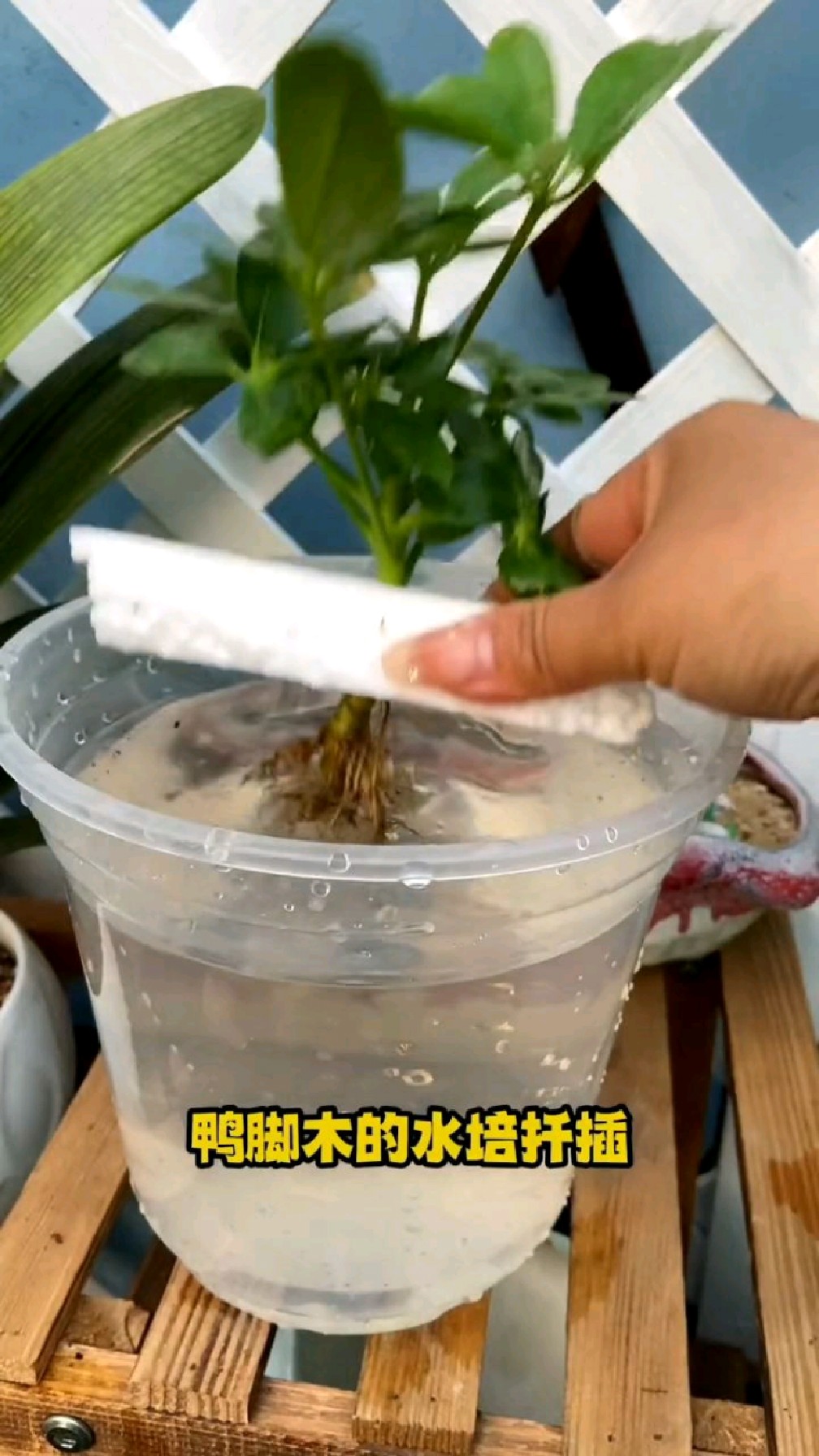 鸭脚木的水培扦插
