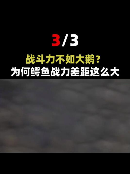 世界上被人类捕获的最大的湾鳄被称为“洛龙”,体长达到6.17米
