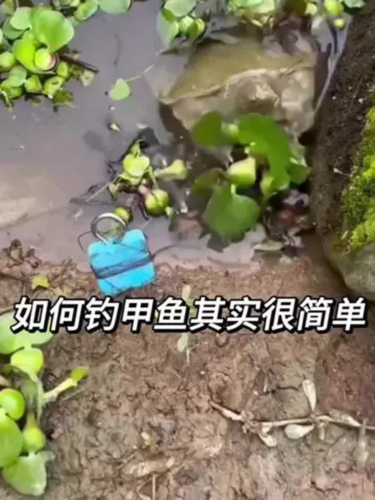 用这款甲鱼针套装钓甲鱼,效果超棒!钓友快来试