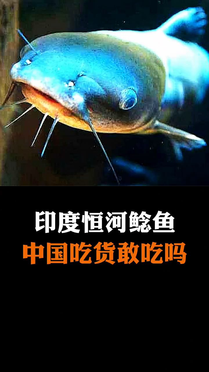 印度人为什么不吃恒河鲶鱼,中国吃货敢吃吗?