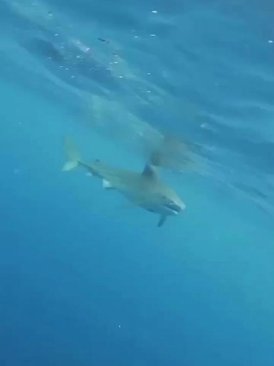 你知道鲨鱼最怕哪种动物吗?