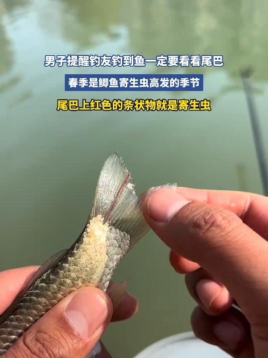 男子提醒钓友钓到鱼一定要看看尾巴,春季是鲫鱼寄生虫高发的季节