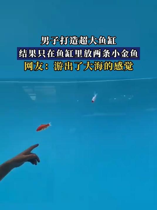 男子打造超大鱼缸,结果只在鱼缸里放两条小金鱼