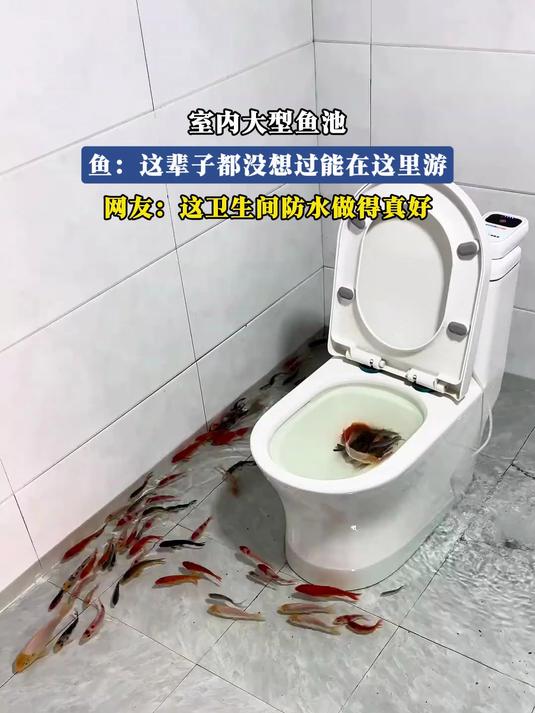 室内大型鱼池,网友:这卫生间防水做得真好