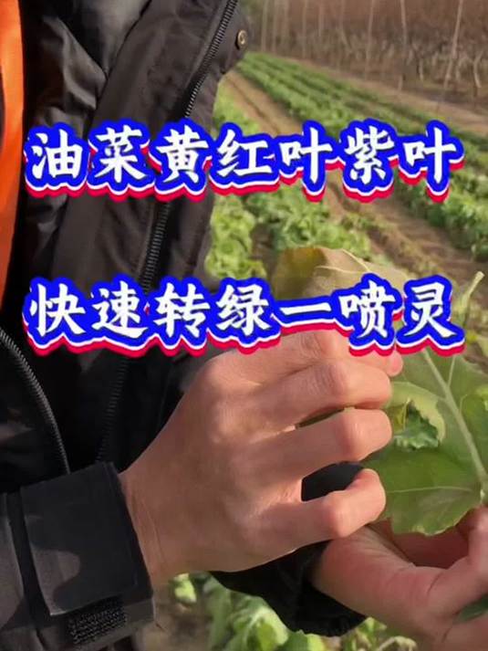 油菜黄叶红叶病害咋解决?一喷净来帮你忙