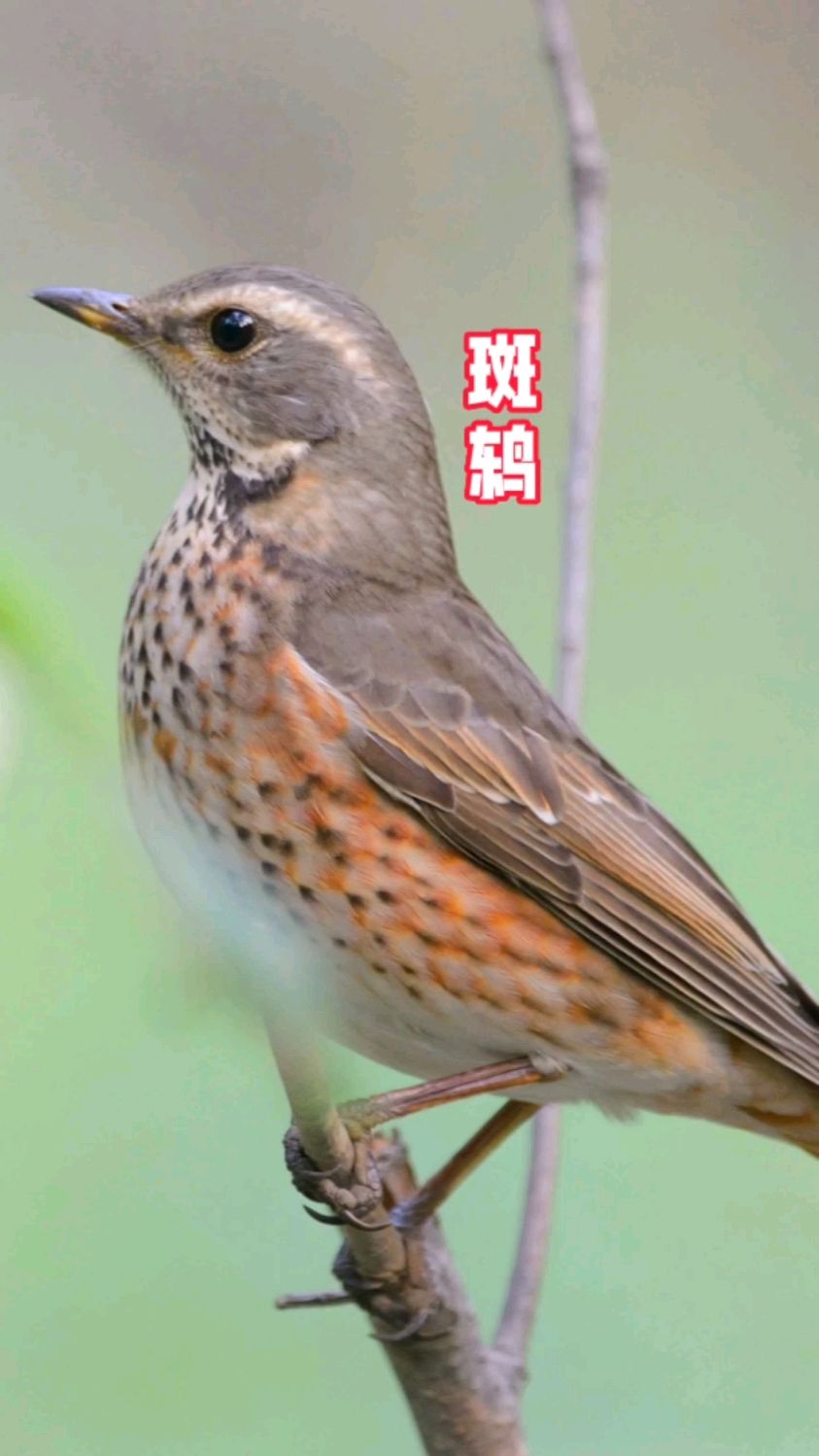 斑鸫俗称傻画眉、窜鸡,背为棕褐色,胸部有黑白色斑纹,尾羽暗褐色,主要以昆虫为食