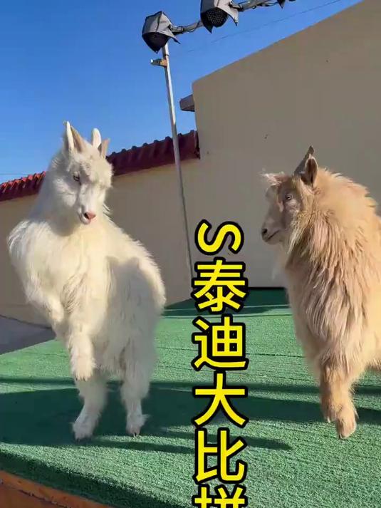 勇敢的泰迪敢挑战S了