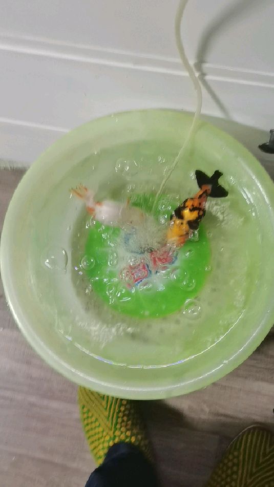 金鱼翻肚皮治疗(第三段)
