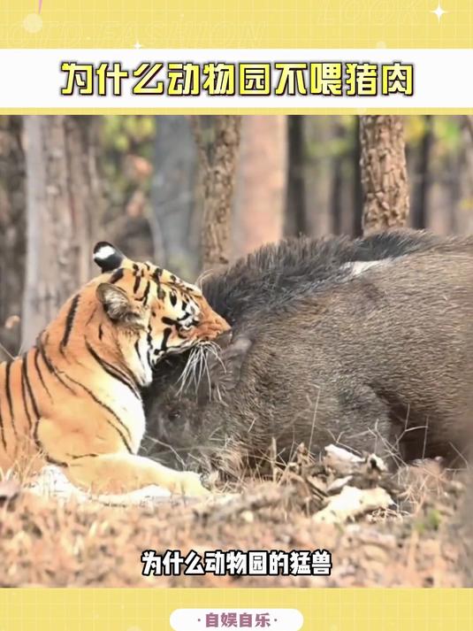 猛兽为啥不被大规模喂猪肉?动物园不敢说的秘密