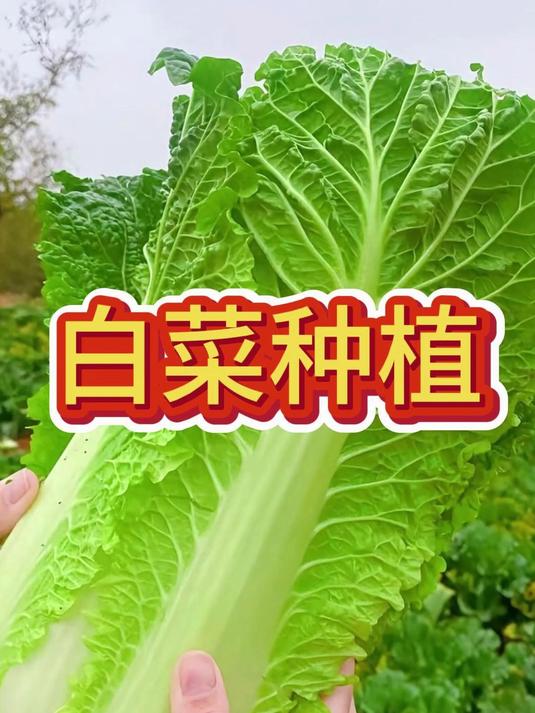 白菜种子买回家直接种真的是大错特错了