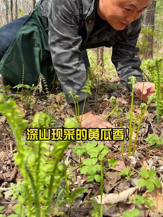 新鲜的黄瓜香/广东菜才能吃出好味道 #林区人的生活 #林区小阿龙# #农村生活# #黄瓜香