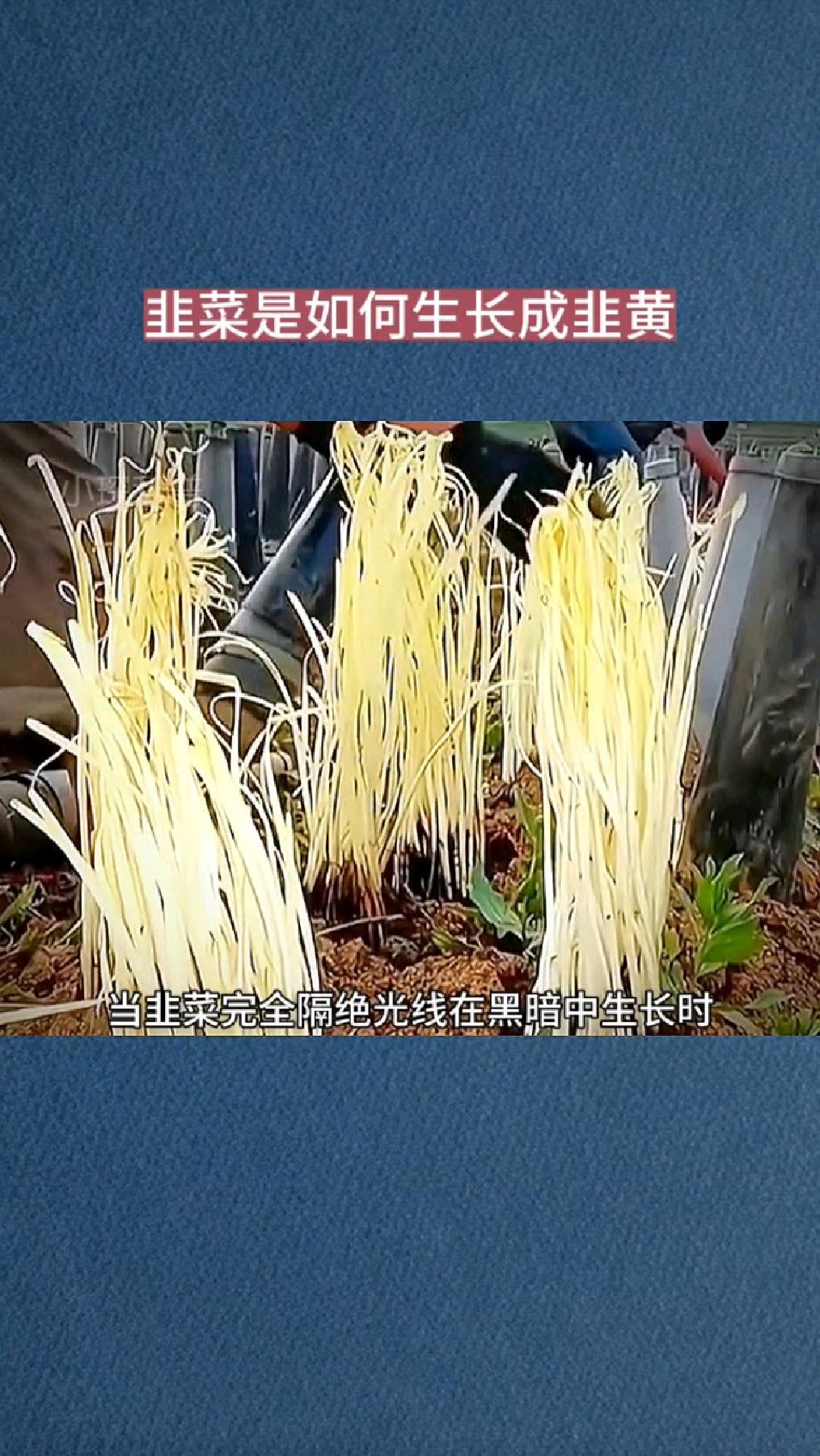 韭菜是如何生长成韭黄的