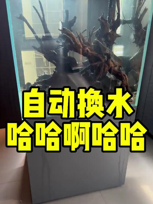 我的鱼缸终于实现了永不换水！才怪！看得我都笑了
